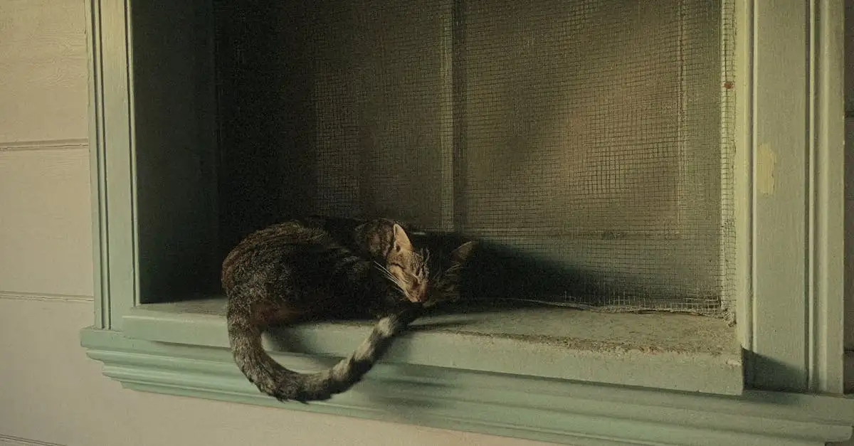 Katten bedden